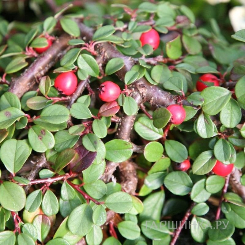 Кизильник Куин оф Карпет