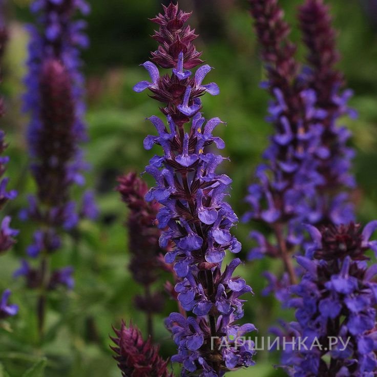Шалфей (сальвия) Нью Дименсион Блю