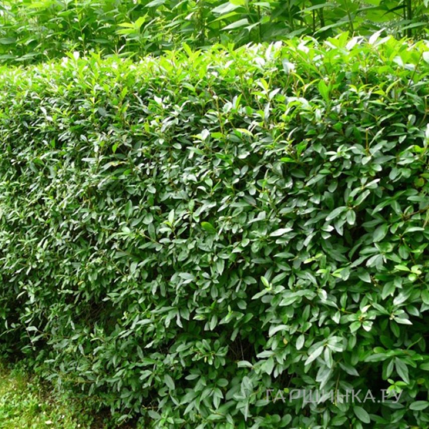 Бирючина обыкновенная Атровиренс