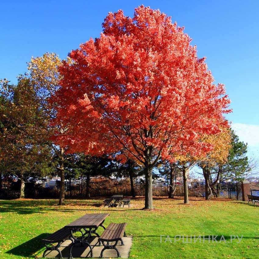 Дуб красный