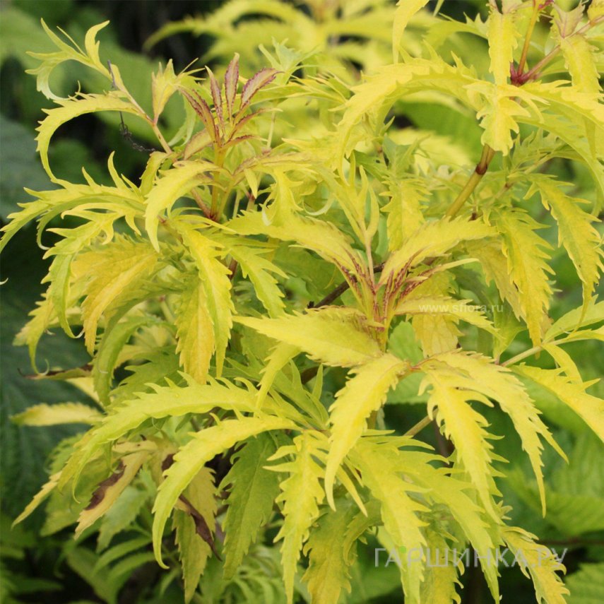 Бузина красная Плюмоза Ауреа