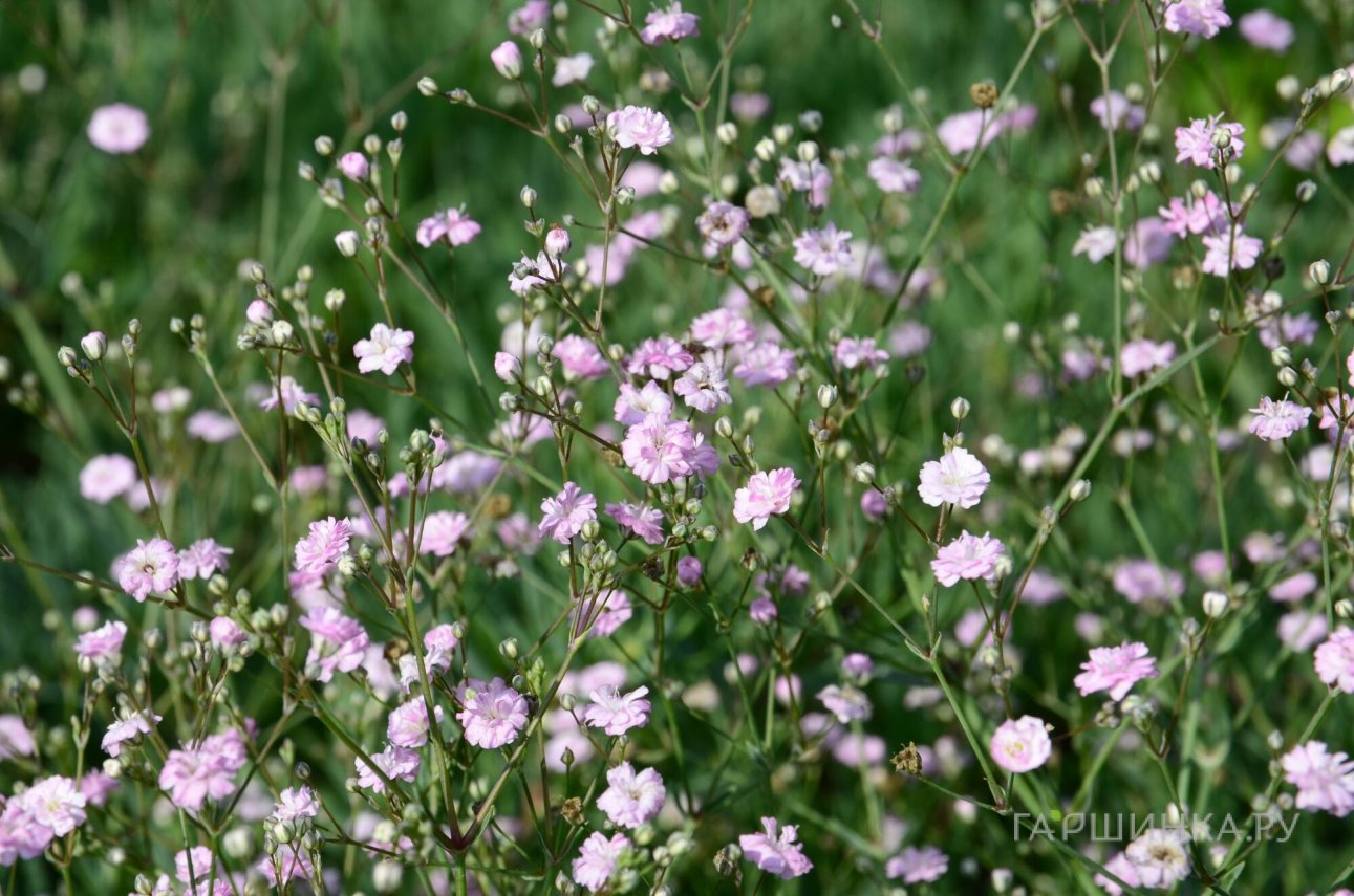 Гипсофила Пинк Фестиваль