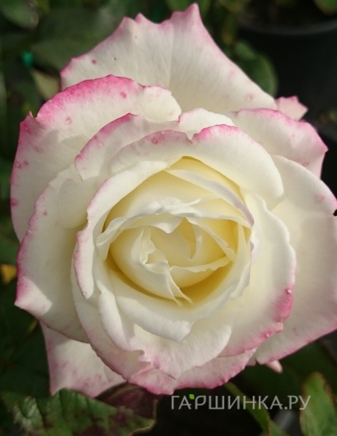 Роза Атена чайно-гибридная, Топалович (лиц)