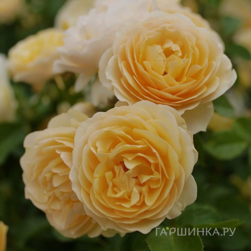 Роза Грехам Томас кустарниковая, Топалович (лиц)