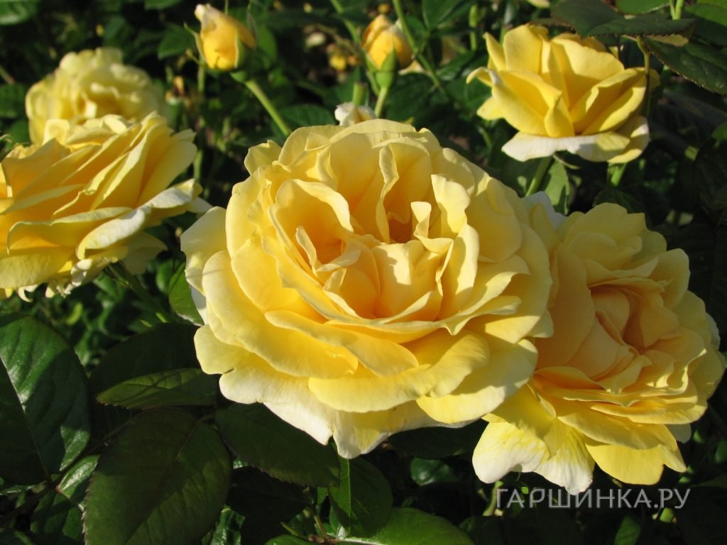 Роза Микеланджело чайно-гибридная, Top Roses