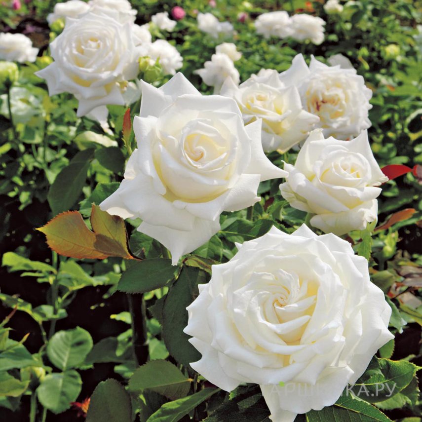 Роза Минни чайно-гибридная, Imperial Rose