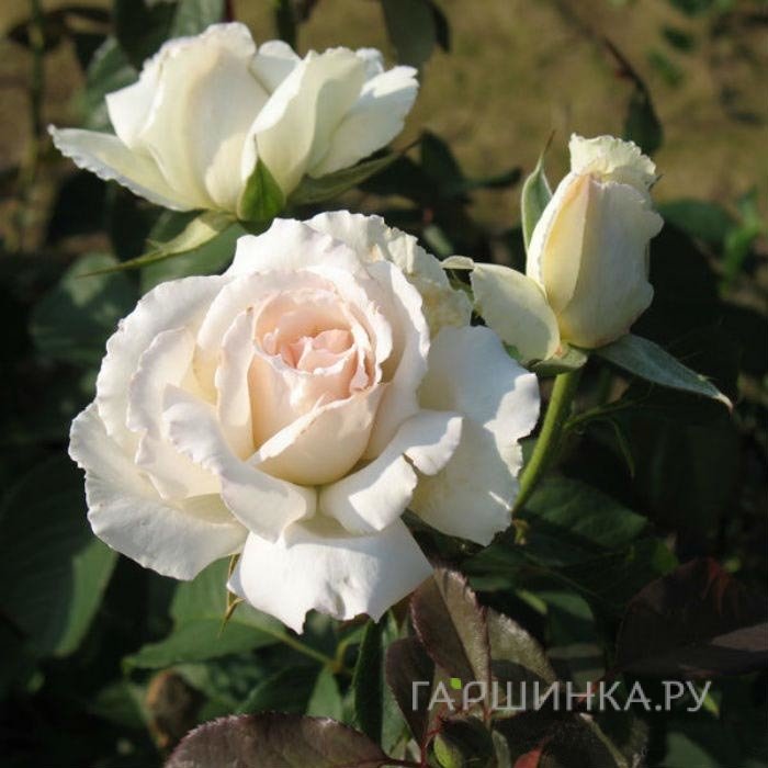 Роза Покер чайно-гибридная, Imperial Rose