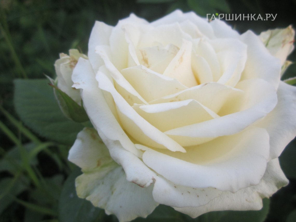 Роза Поларштерн чайно-гибридная, Imperial Rose