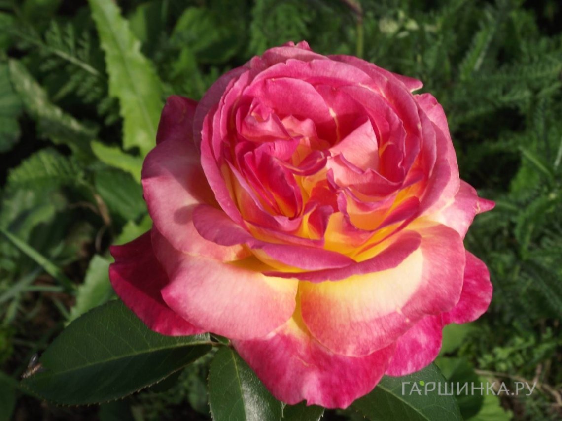 Роза Пульман Ориент Экспресс чайно-гибридная, Top Roses