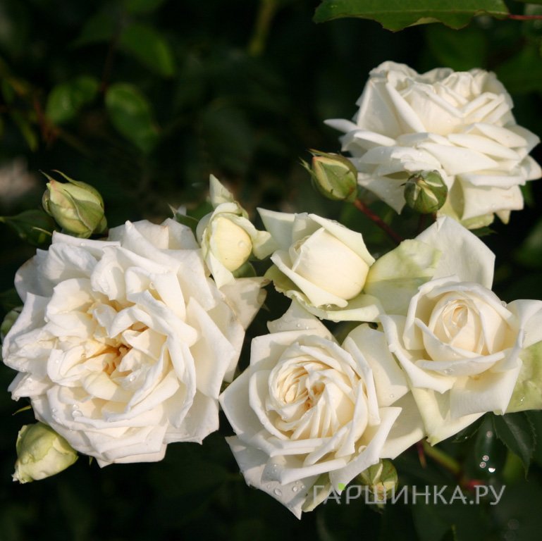 Роза Илзе Крон Супериор плетистая, Imperial Rose
