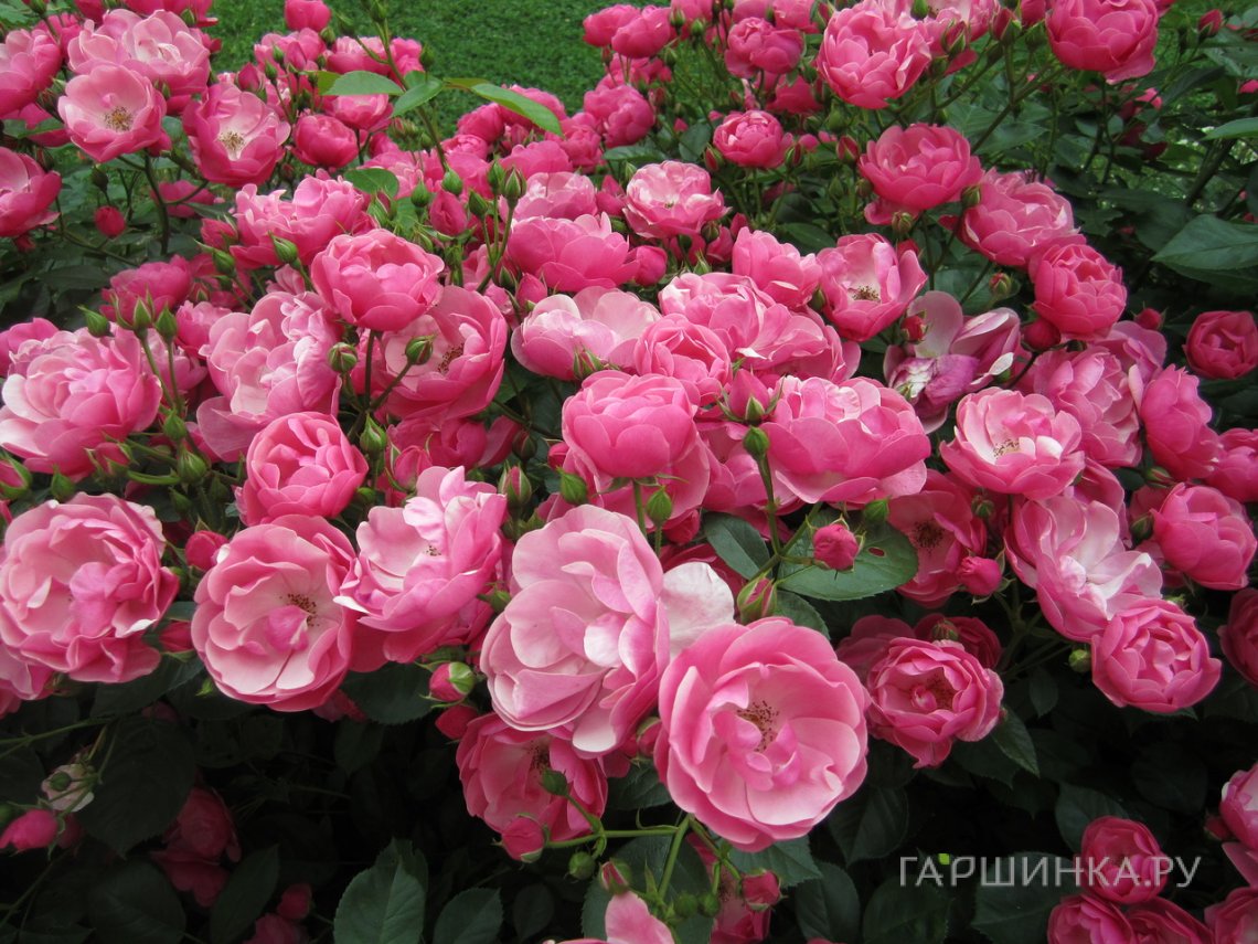 Роза Анжела кустарниковая, Imperial Rose