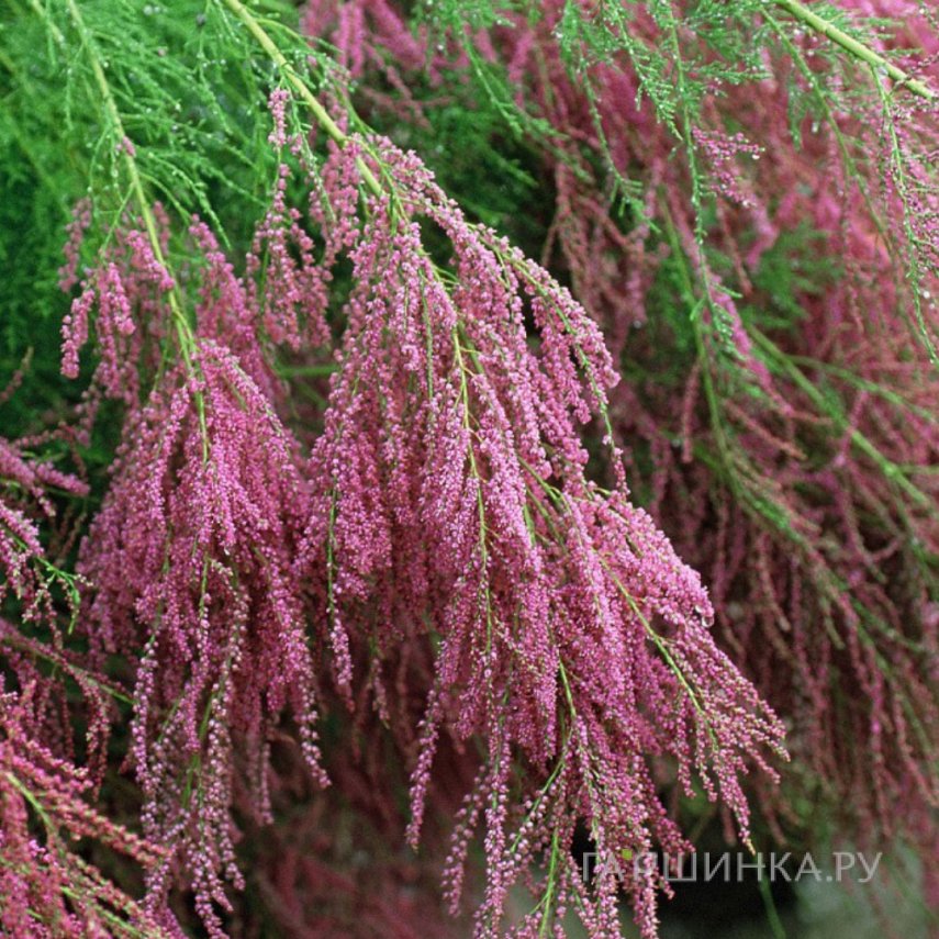 Гребенщик (тамарикс) ветвистый