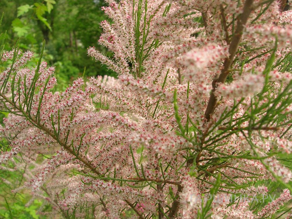 Гребенщик (тамарикс) четырехтычинковый