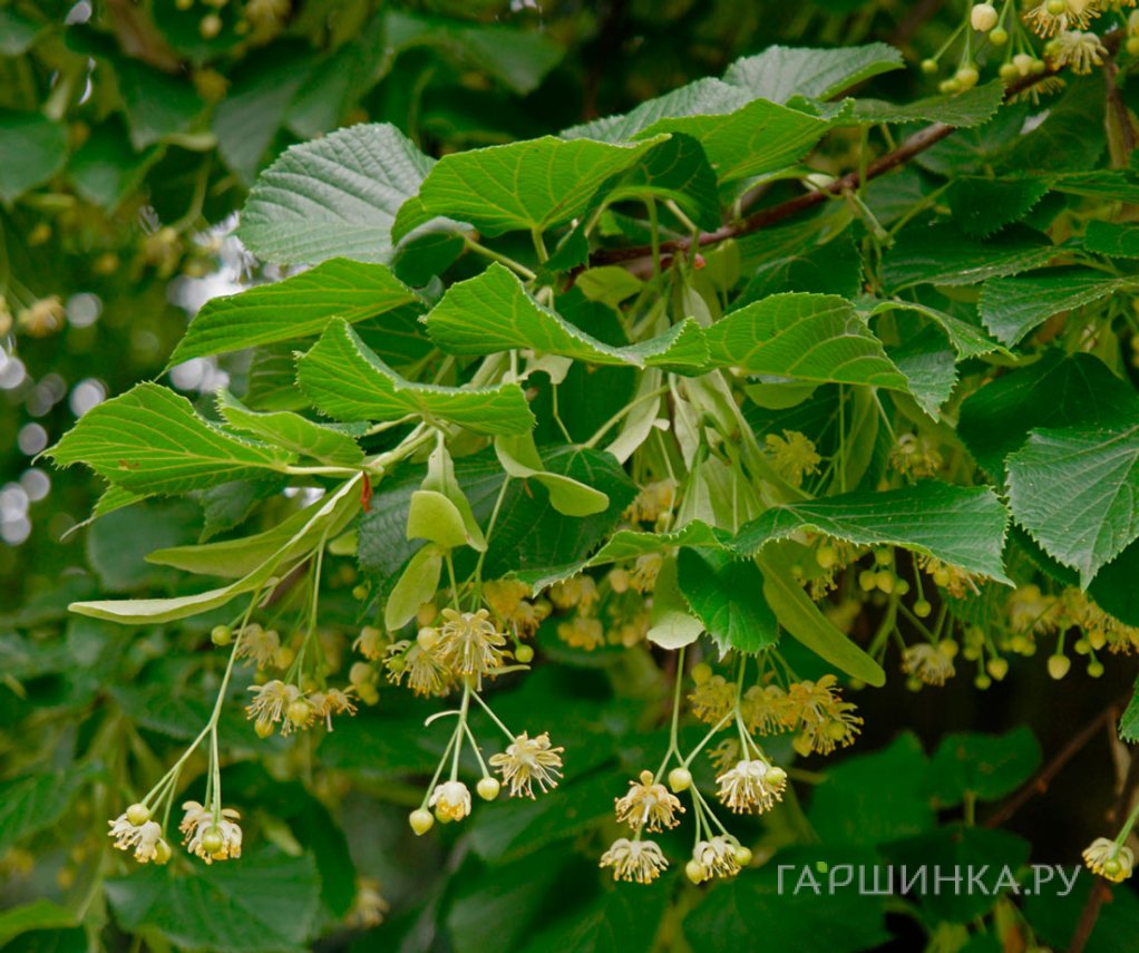 Липа сердцевидная
