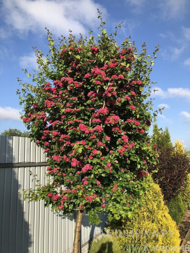 Боярышник средний Пол Скарлет на штамбе 150 см