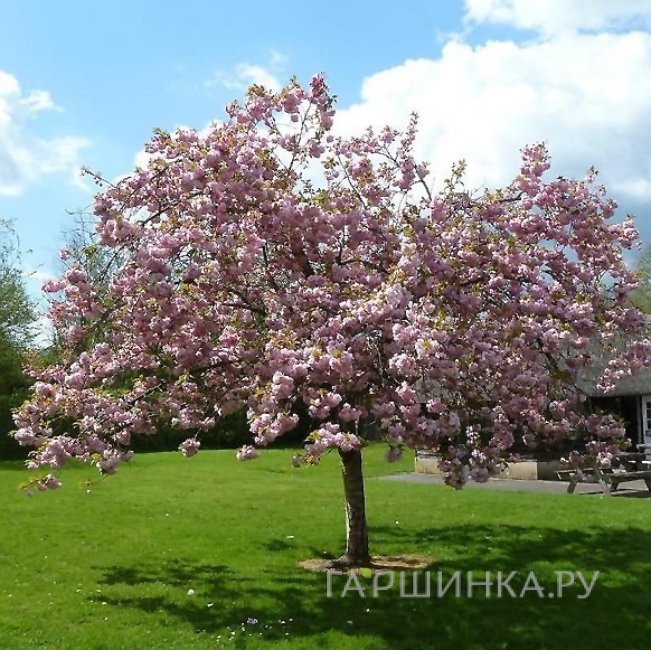 Вишня мелкопильчатая Пинк Перфекшен на штамбе 120 см