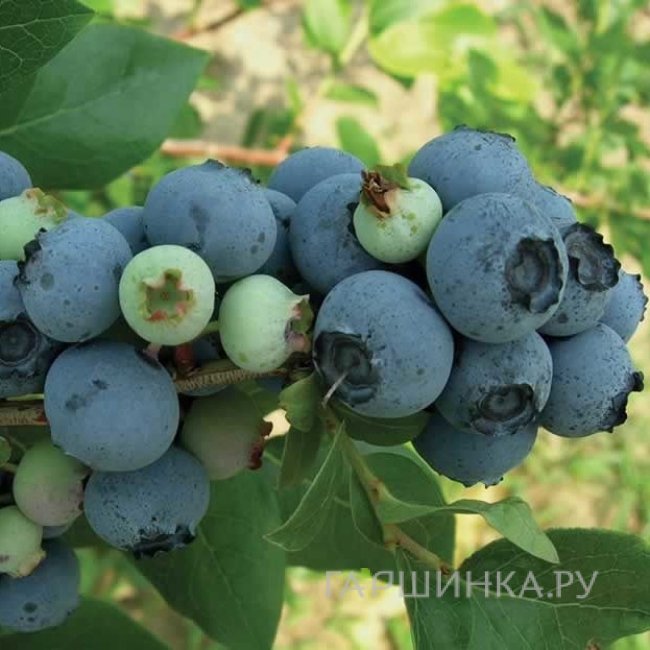 Голубика Блюджей