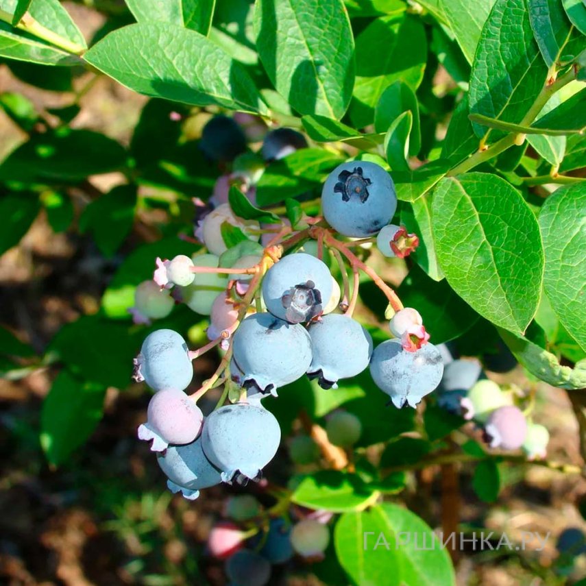 Голубика Шантеклер