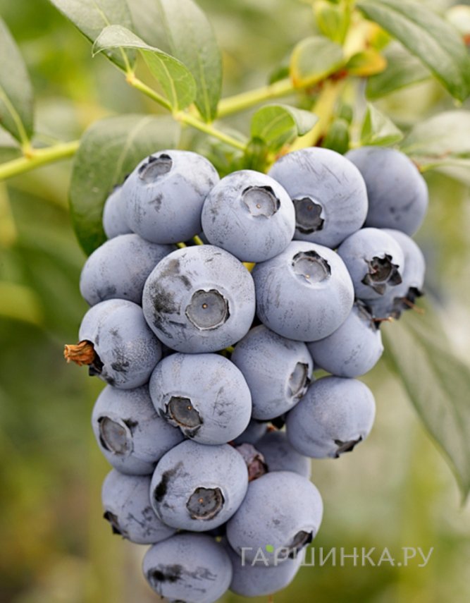 Голубика Мидер