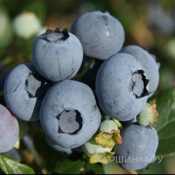 Голубика Торо