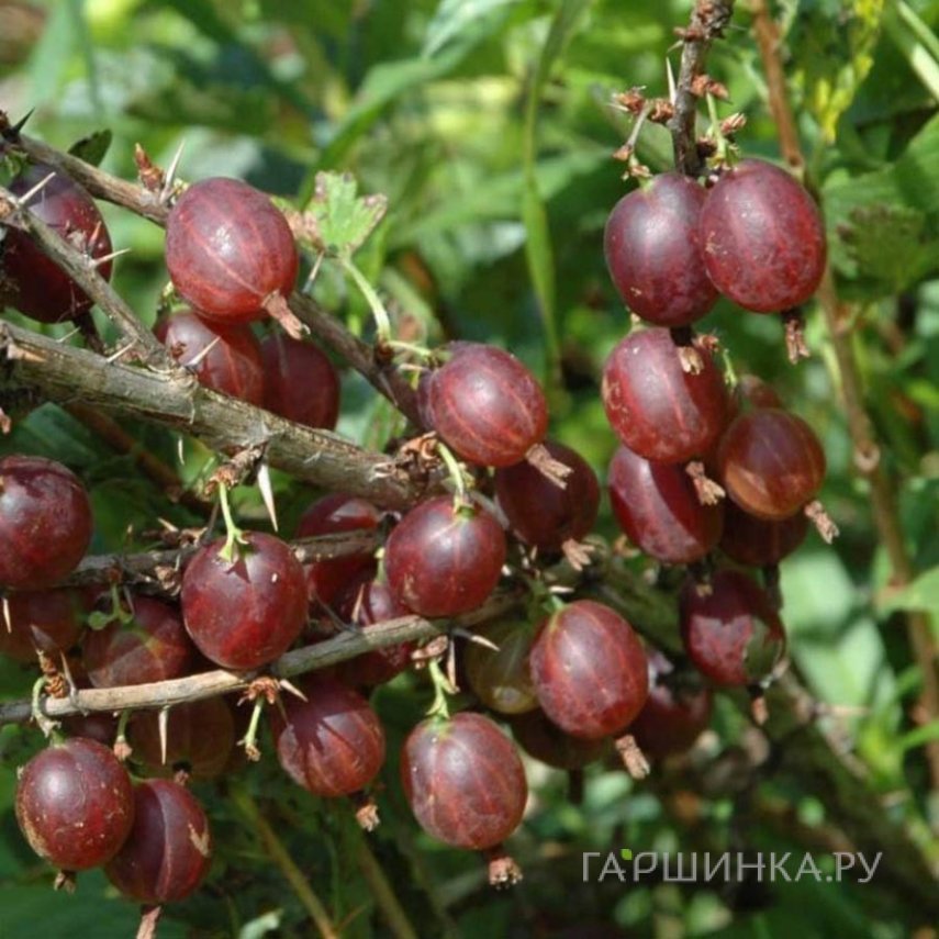 Крыжовник Олави