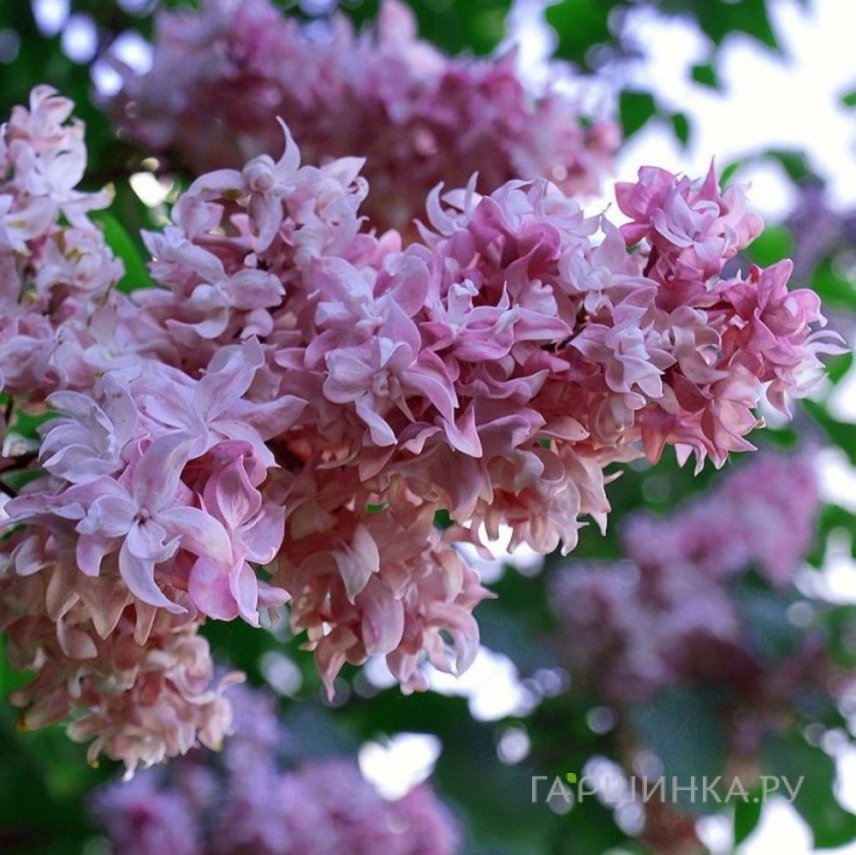 Сирень Олимпиада Колесникова