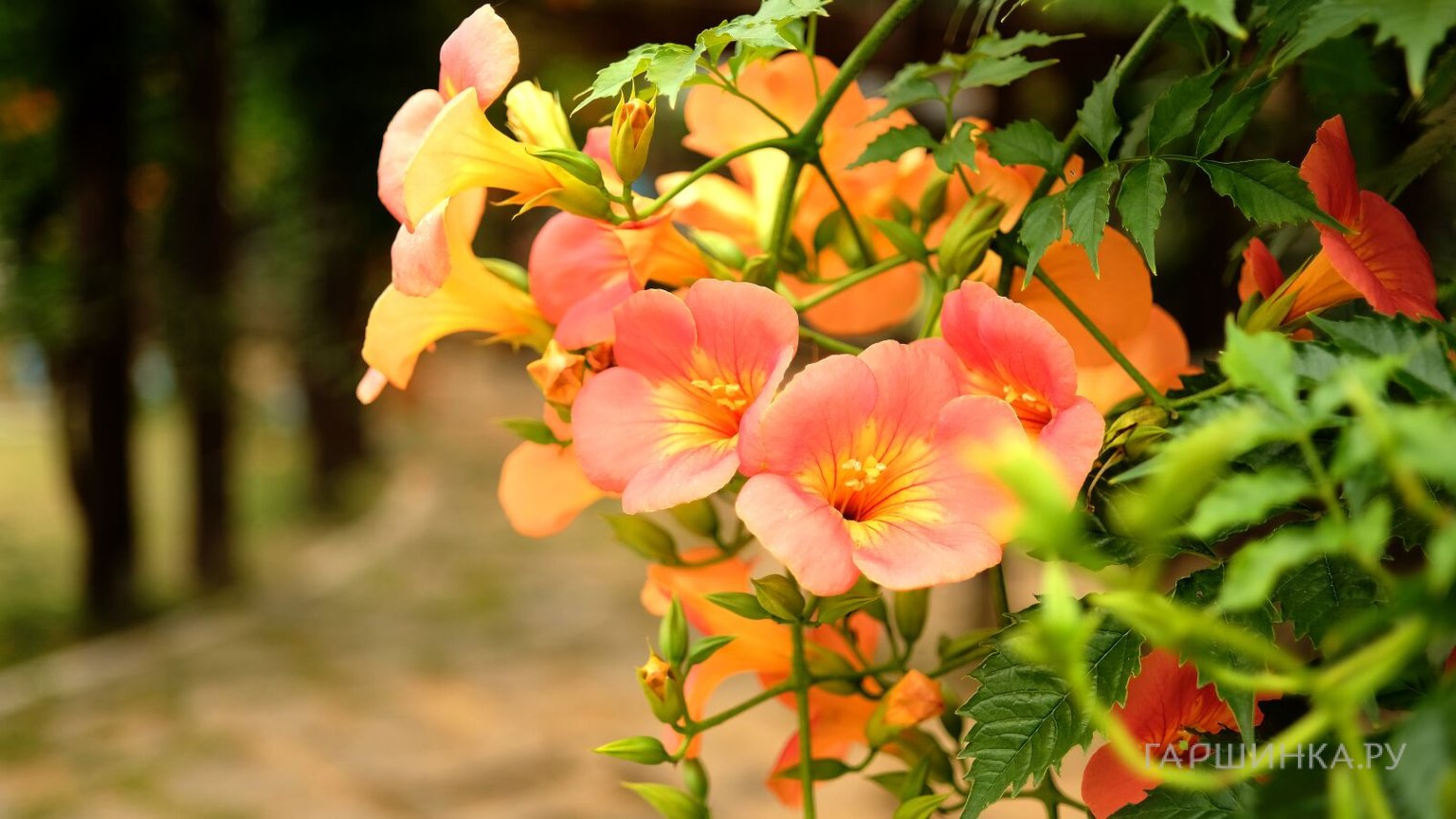 Кампсис Мадам Гален