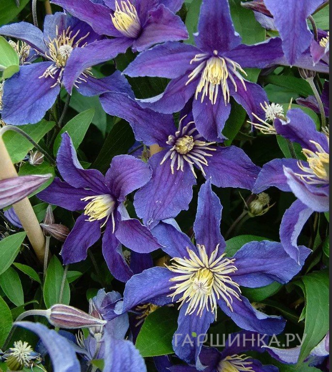 Клематис Соу Мени Блю Флаурс (2)