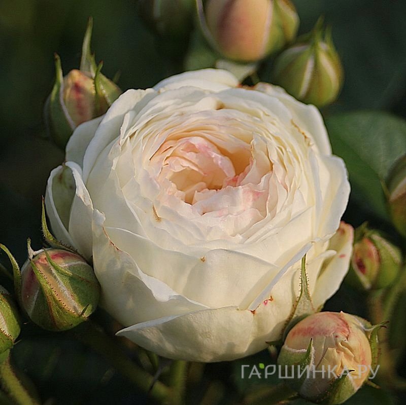 Роза Гладиатор кустарниковая Imperial Rose