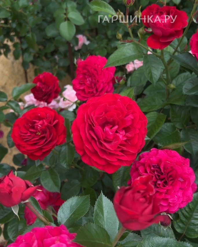 Роза Бордо флорибунда, Топалович (лиц)