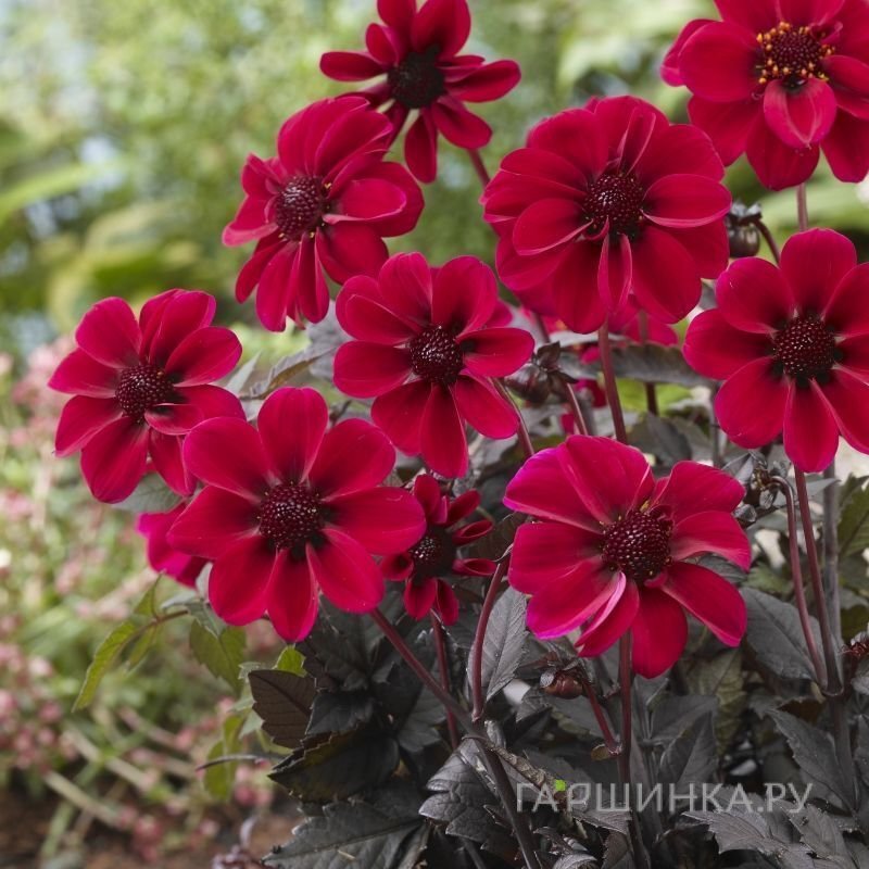 Георгина Дракула бордюрная