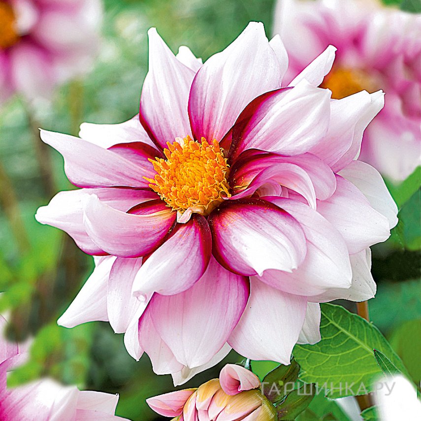 Георгина Эдж оф Джой бордюрная