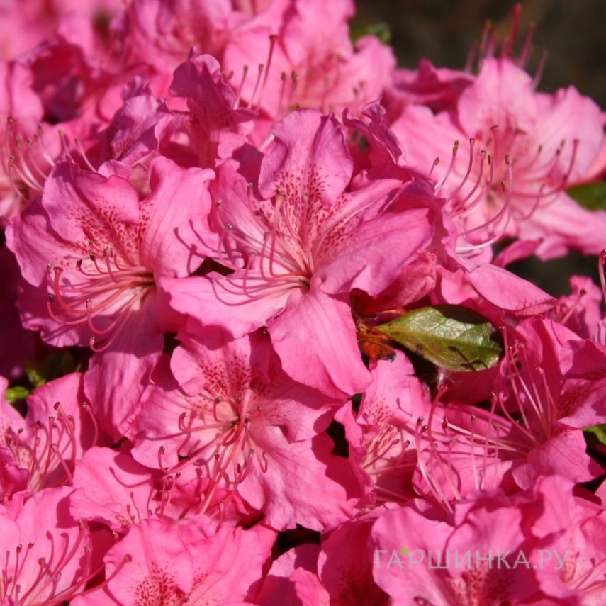 Рододендрон Кирстин