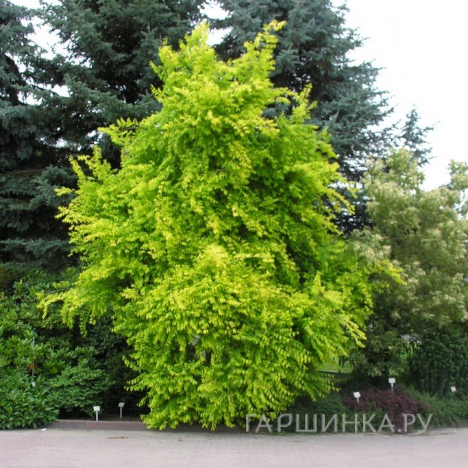 Вяз приземистый Ауреа