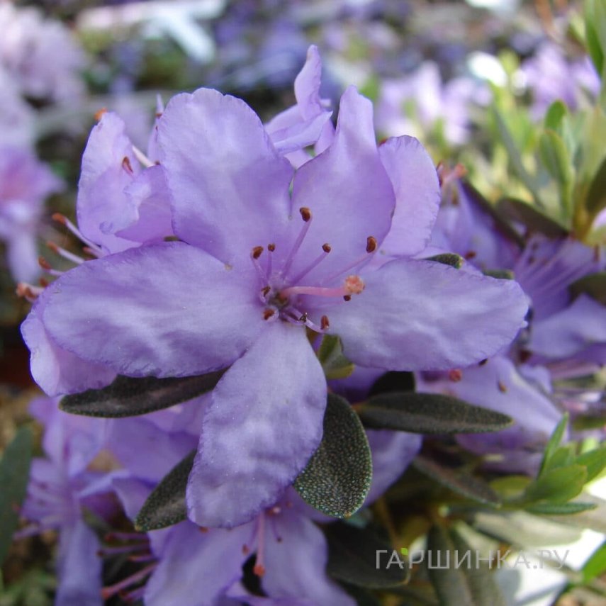 Рододендрон гибридный плотный