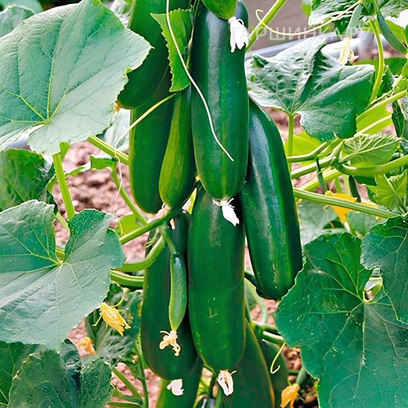 Огурец Балконное чудо F1 ц/п 0,2 г, Семена Седек