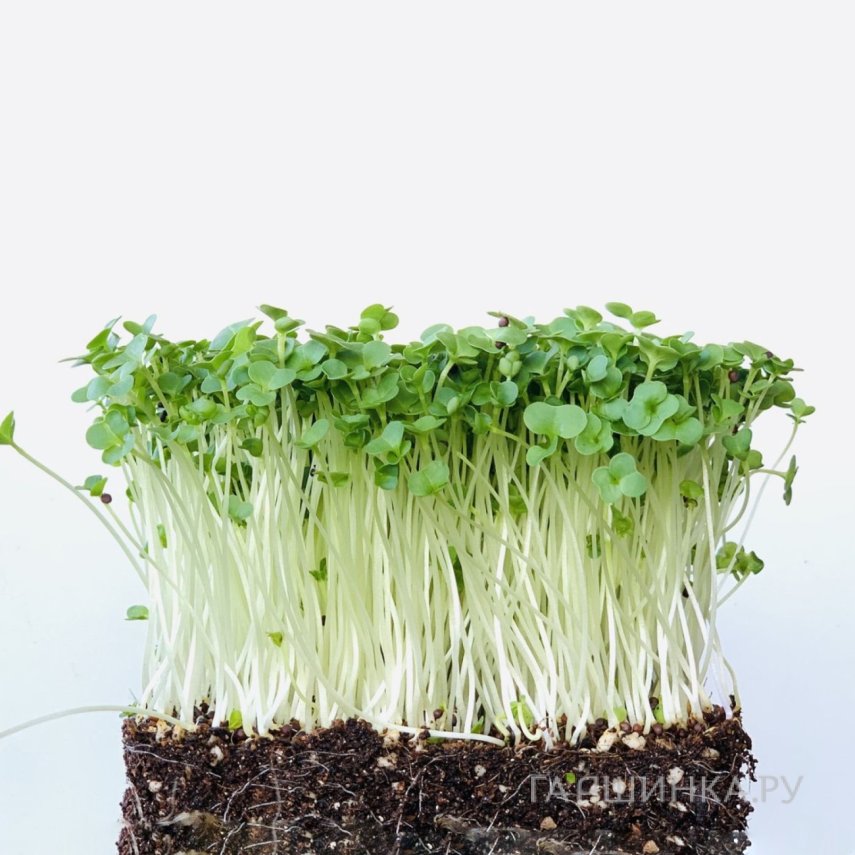 Набор микрозелени Брокколи на 10 проращиваний (лоток, коврики, семена)