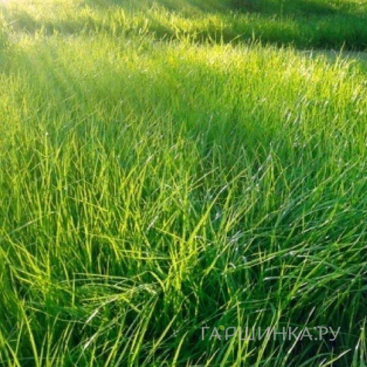 Травосмесь 1кг "Солнечная"