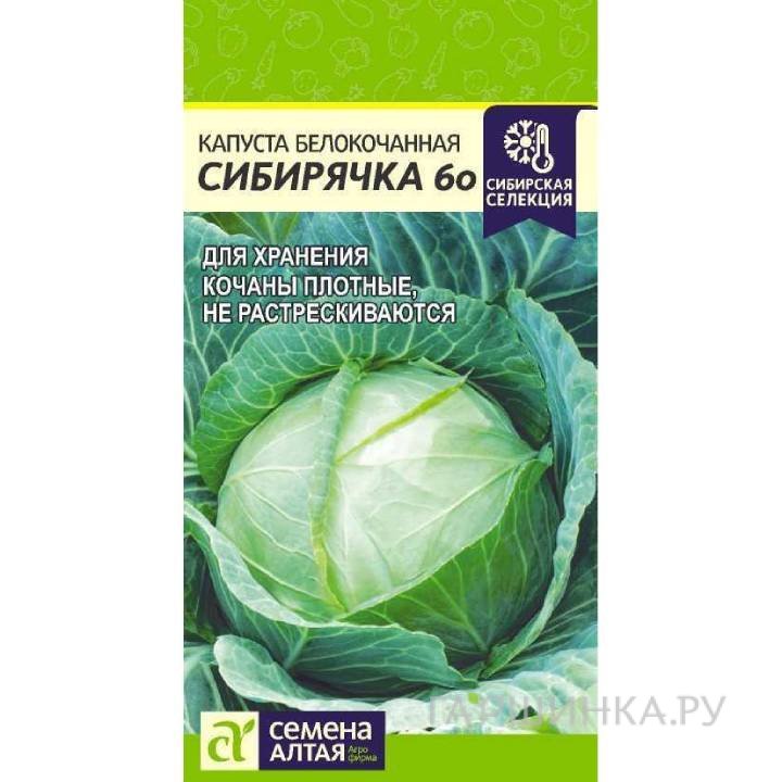 Капуста Сибирячка 60 белокочанная ЦП 0,5г, Семена Алтая