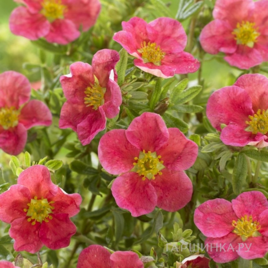 Лапчатка Данни Бой кустарниковая