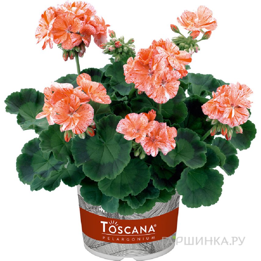 Пеларгония зональная Toscana Flic Flac Red Nova