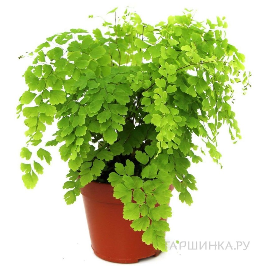 Адиантум Фрагранс