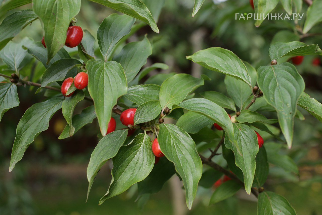 Дерен мужской (Кизил)