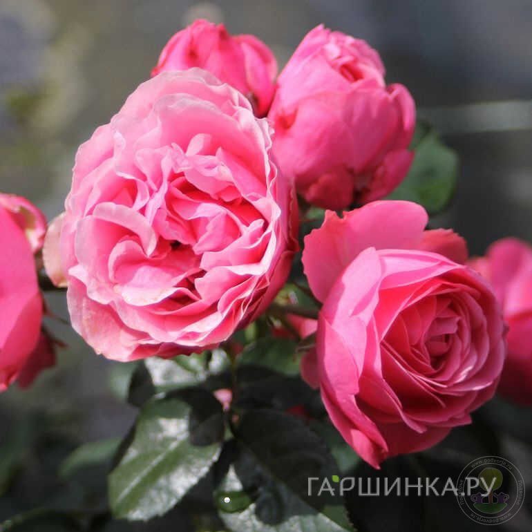 Роза Милка миниатюрная, Топалович (лиц)