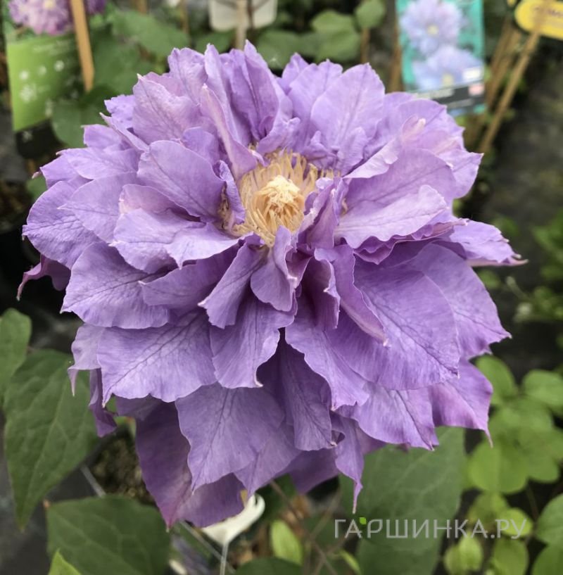 Клематис Вивиан Пеннел махровый (2)