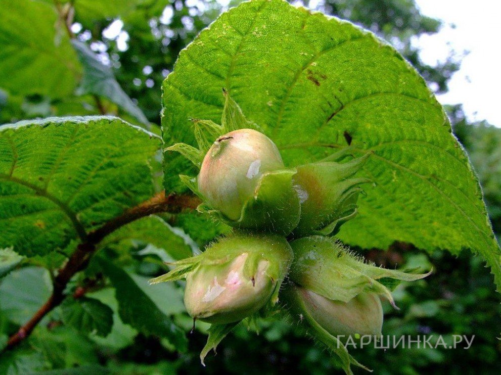 Фундук Косфорд