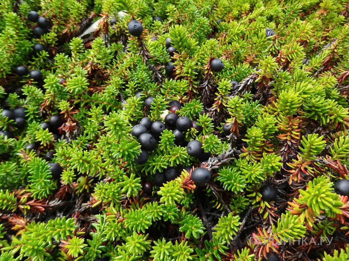 Водяника чёрная Бернштайн