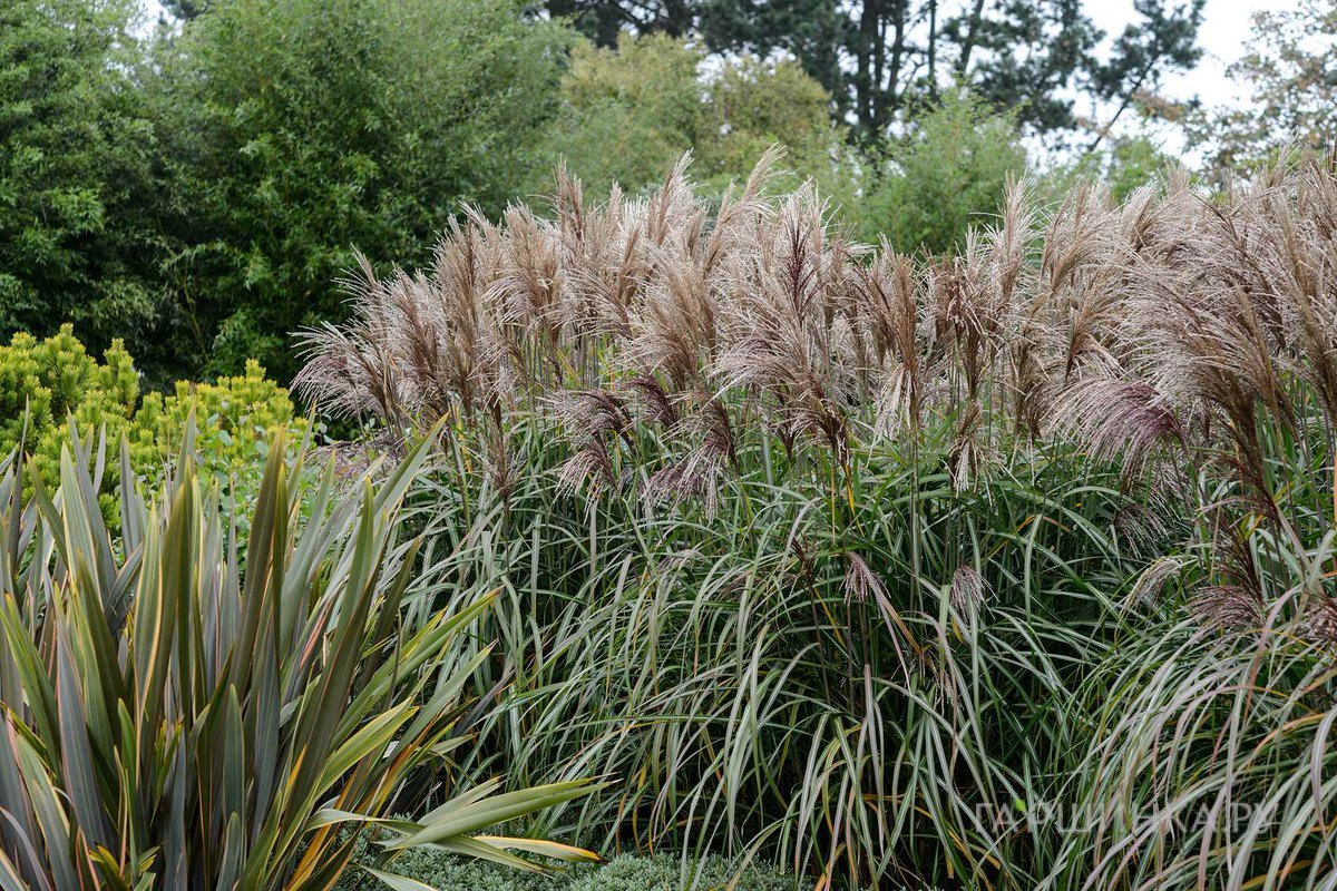 Мискантус Мейдл