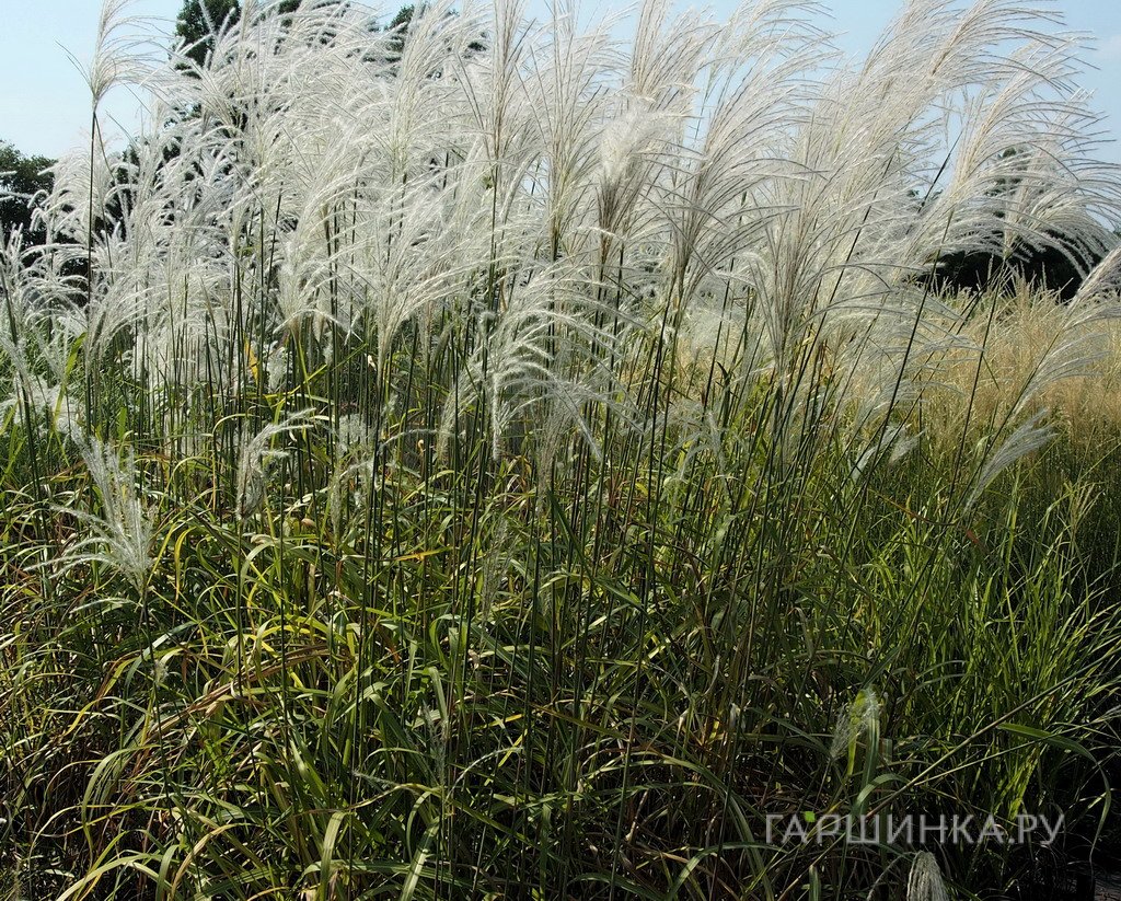 Мискантус Мемори