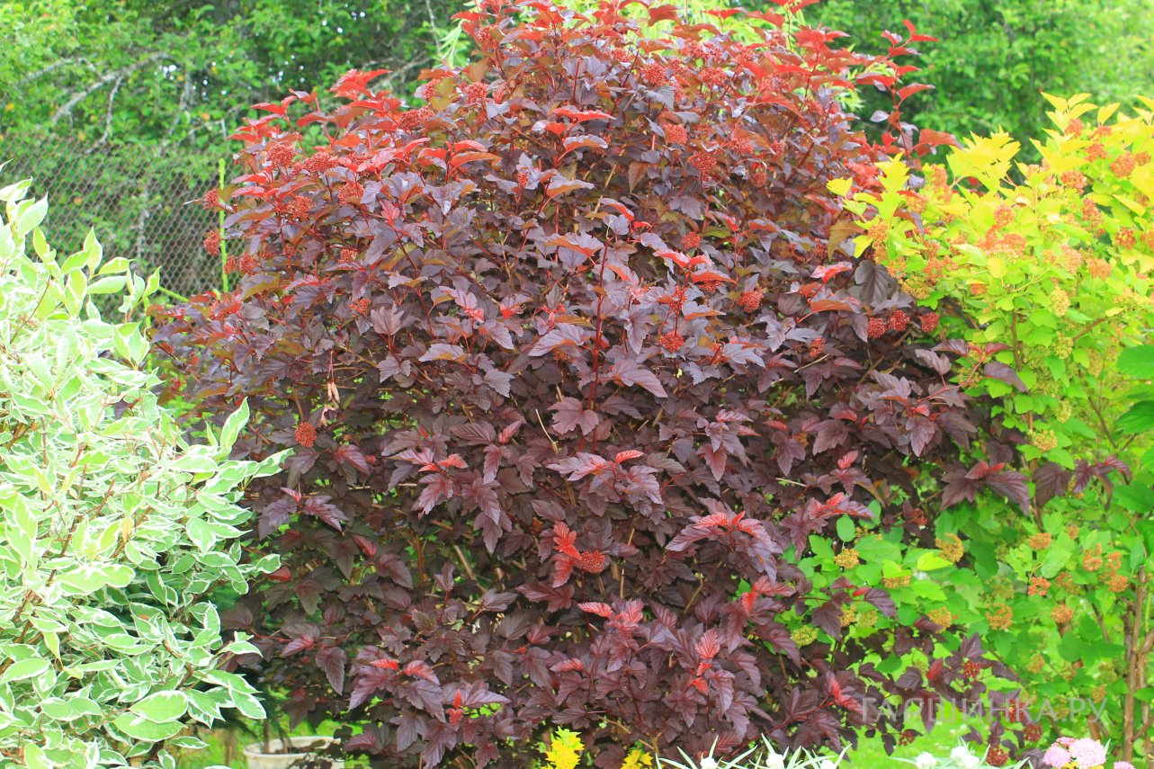 Пузыреплодник Андре